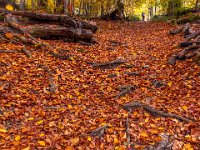 Beskid Niski